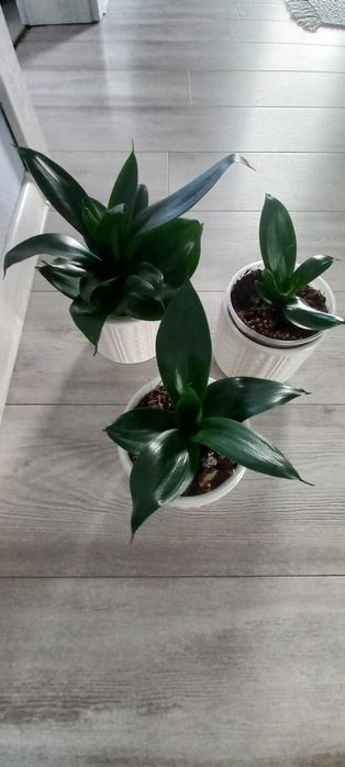 Sansewieria hahnii black