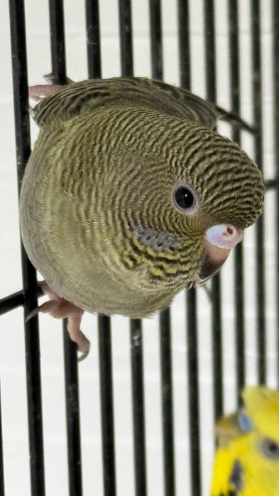 Periquitos Mutações