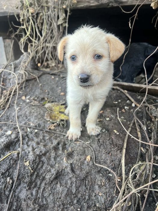 Собачки, цуценята