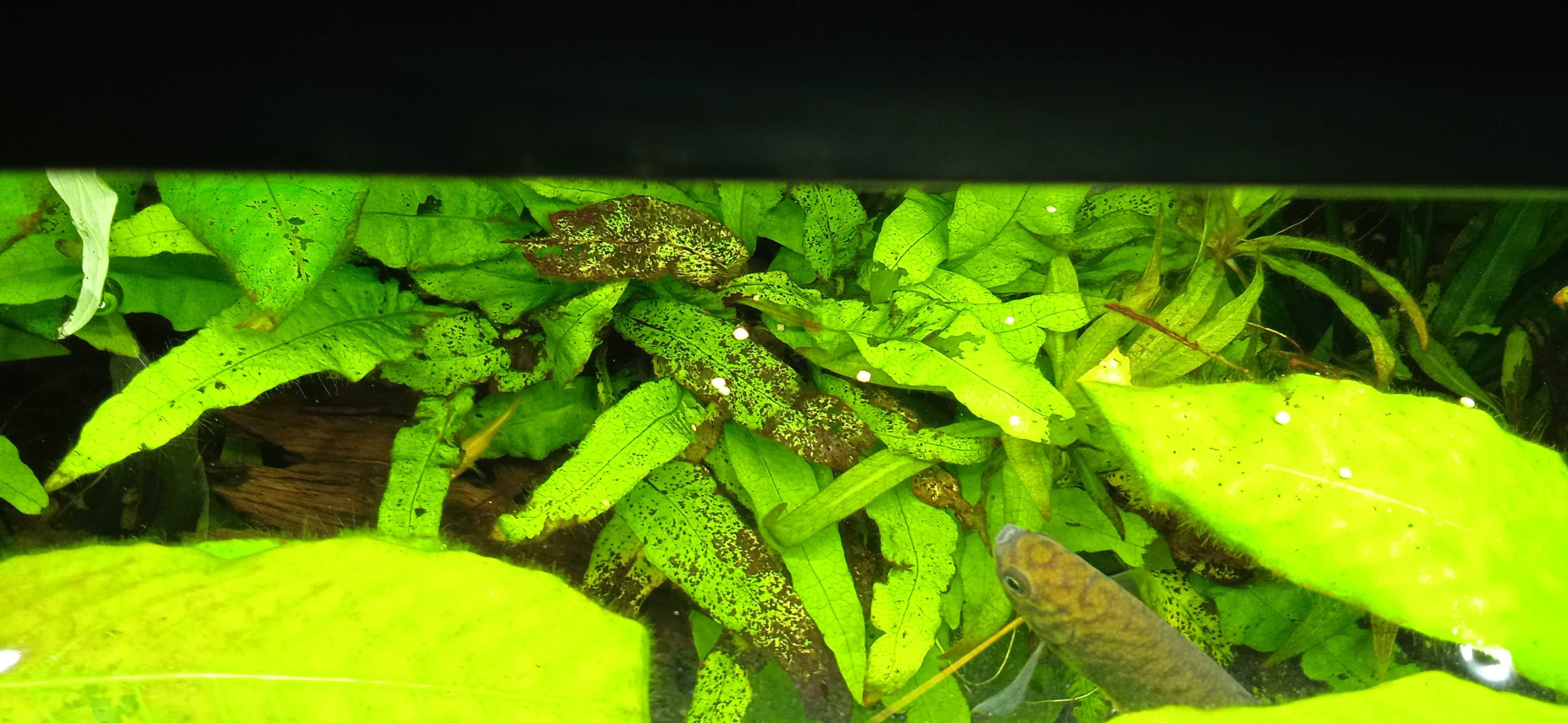 Rośliny akwariowe Mikrozorium