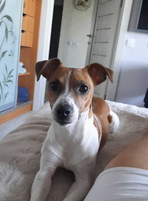 Джек рассел, мальчик 2 мес Николаев.