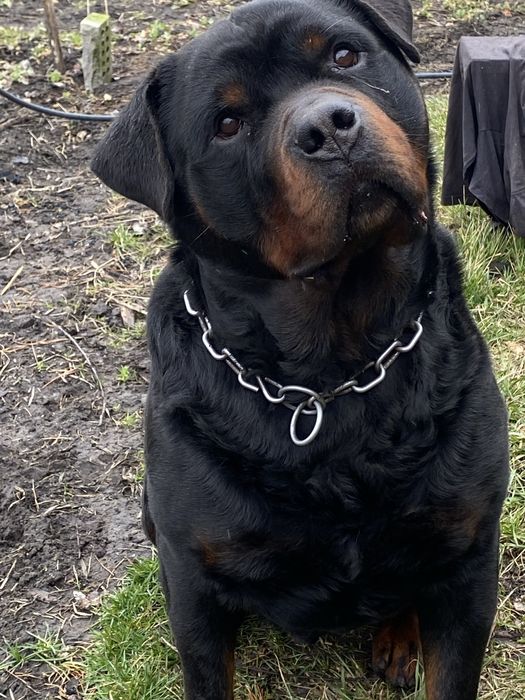 Вʼязка Ротвейлер.