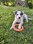 Suczka border collie tri merle 2