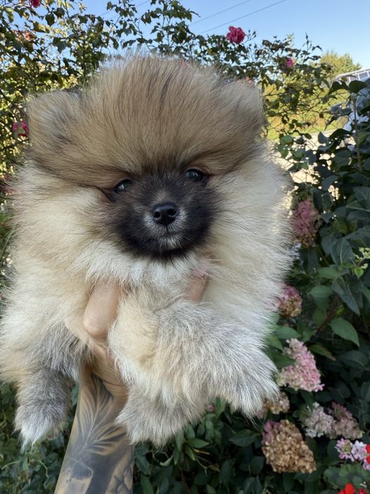 Śliczny Szpic miniaturowy Suczka sable BOO