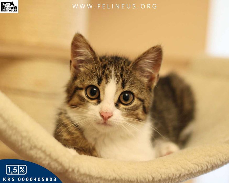 Śliczna i sympatyczna kotka czeka na dom