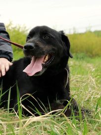 Dyzio w typie labradora piesek ze schroniska w Rybniku