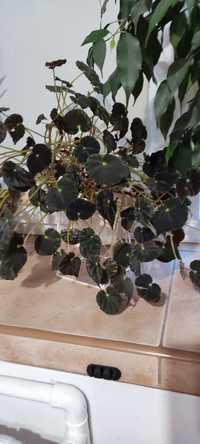 Begonia mazea sadzonk