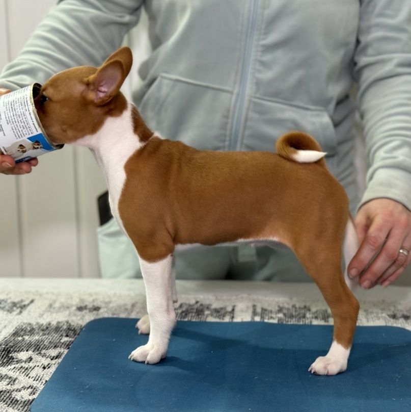 Басенджи щенок. Basenji puppies. Девочка рыжая с белым.