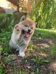 Akita Inu Czerwony piesek