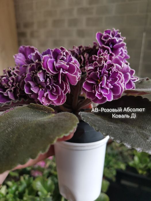 Фіалки сортові листочки розпродаж