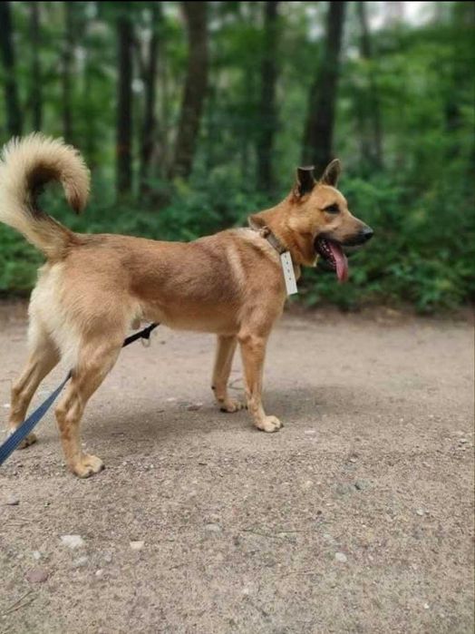 Gary - kochany psiak szuka domu