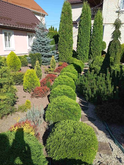 Туї смарагд пятирічки