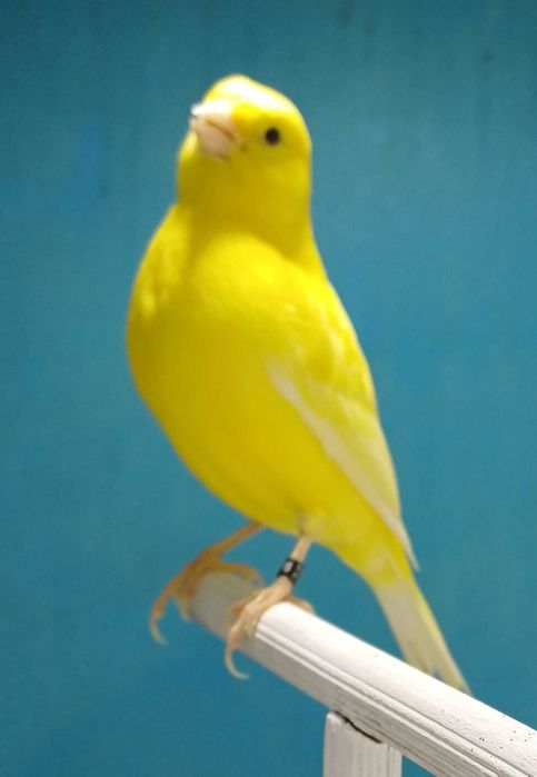 Canarios lipocromo amarelo (intenso/nevado)