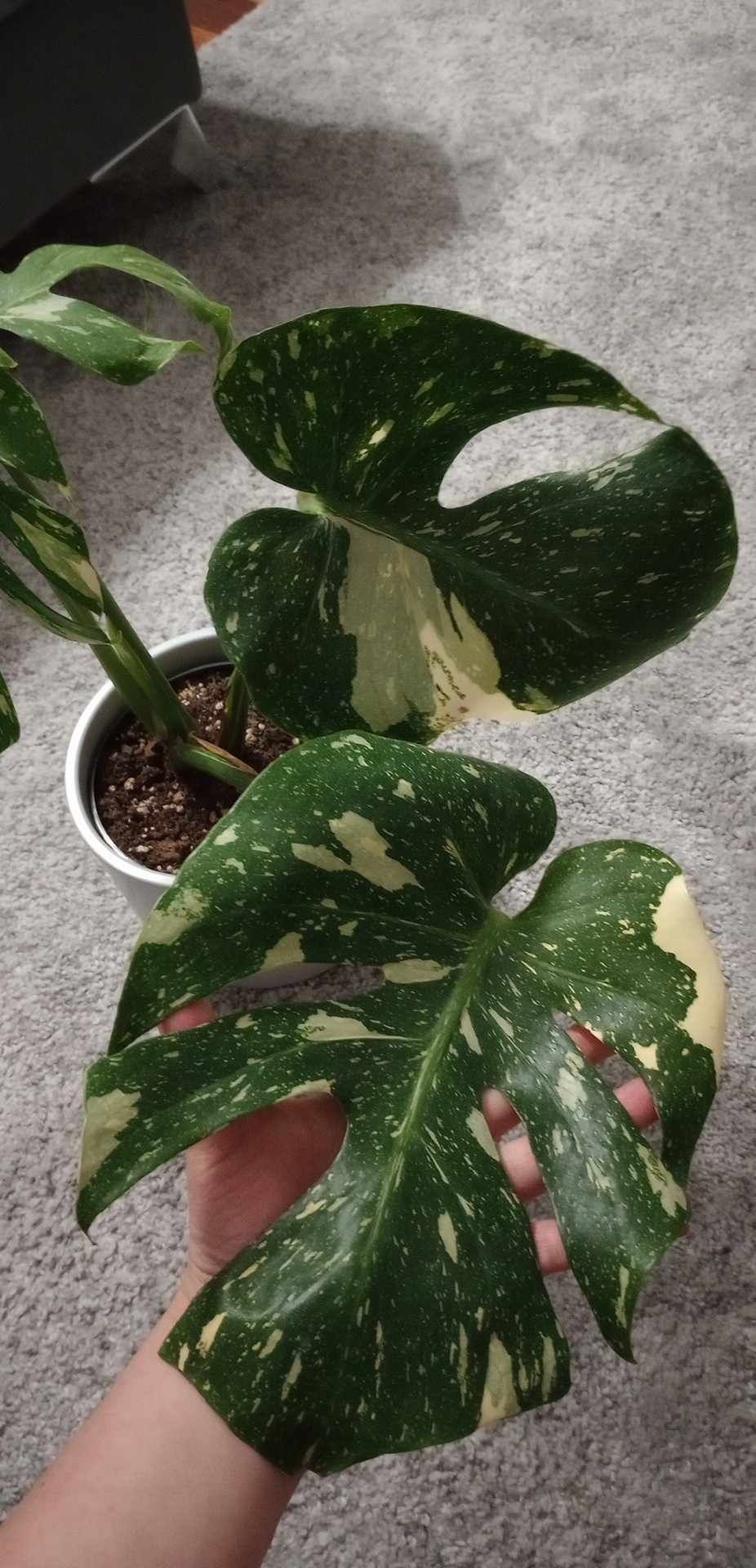 Monstera Thai Constellation