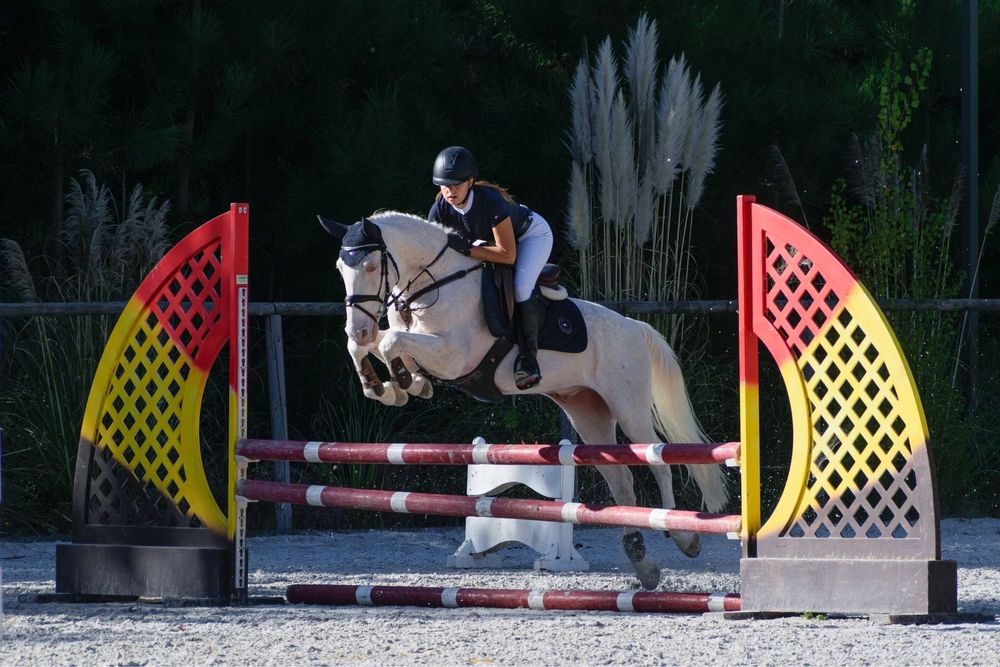 Cavalo experiente nos obstaculos