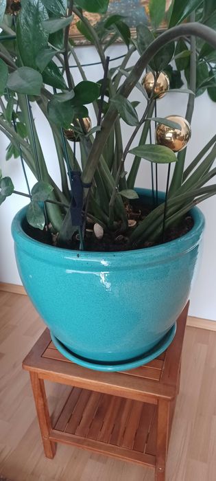 Kwiat w donicy Zamiokulkas
