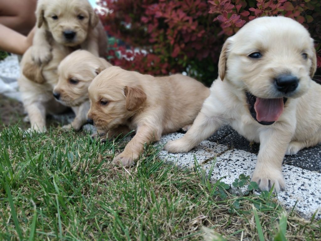 Golden Retriever  suczka złota