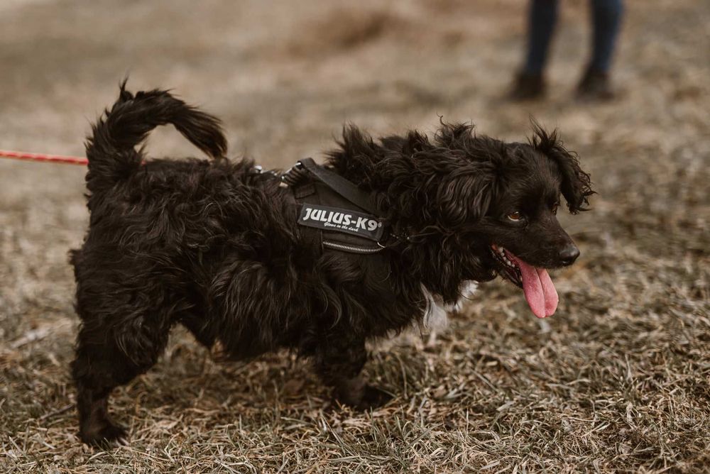 Teoś- niewielki, towarzyski pies, który utknął w schronisku!