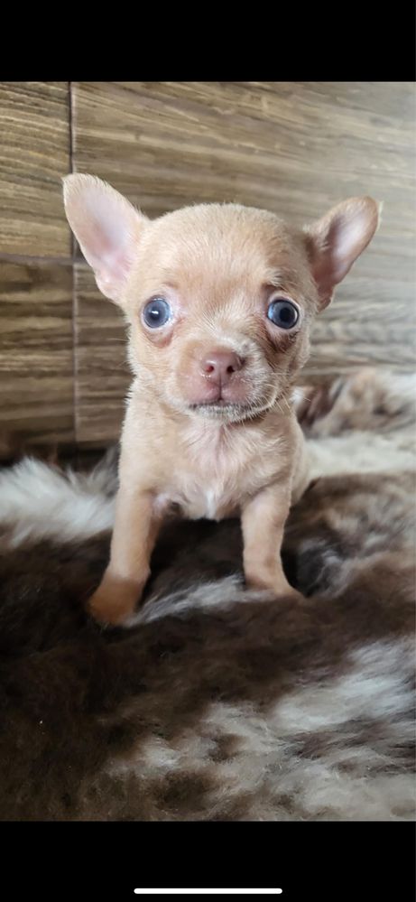 piesek chihuahua