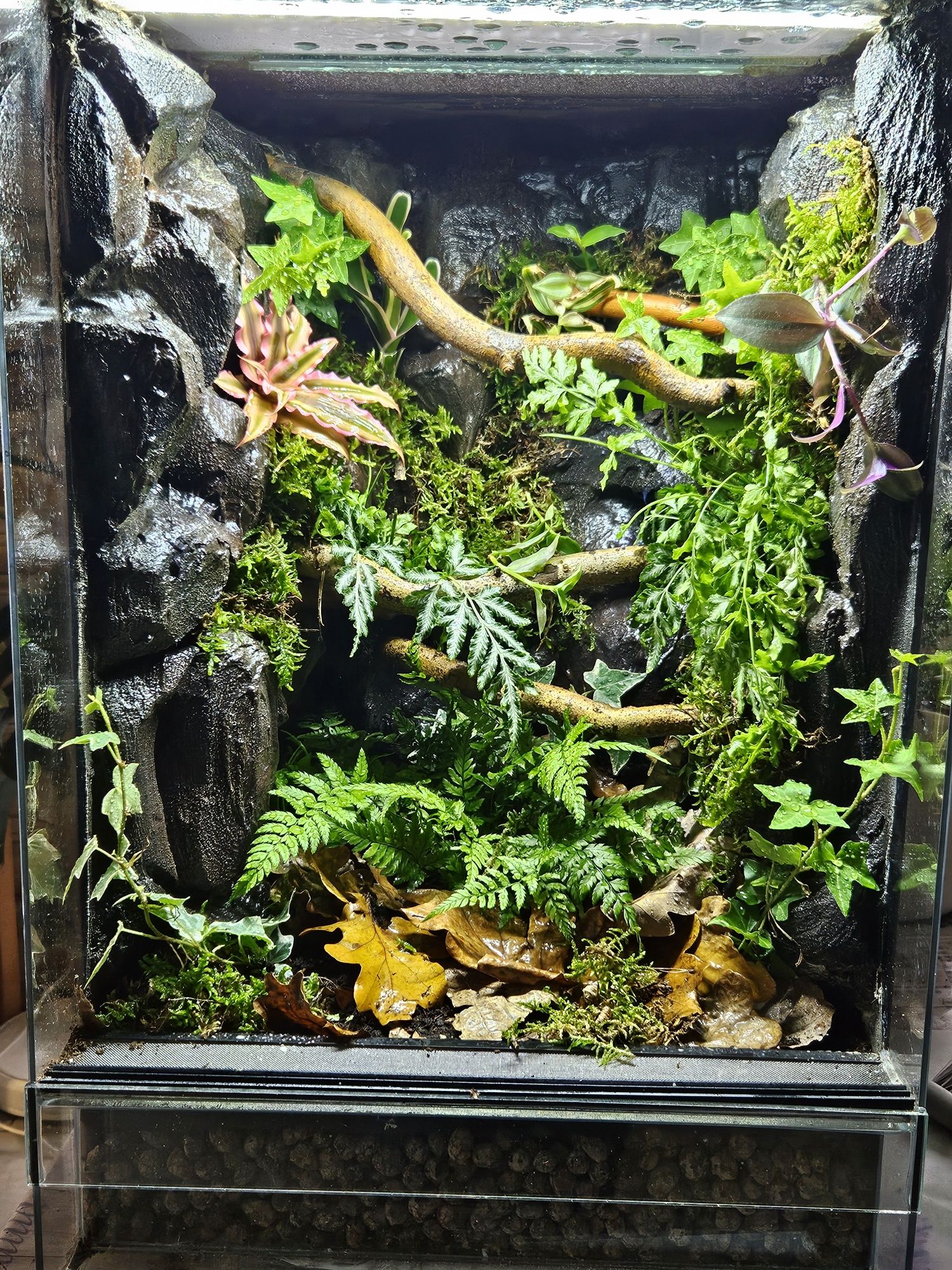 Terrarium tropikalne 40x40x60 gekon orzęsiony jaszczurka
