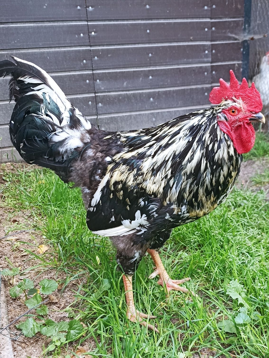Sprzedam dostojnego koguta rasy tęczanka