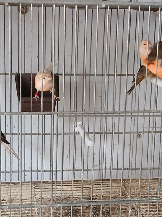 Canários osso japonês e alerquim