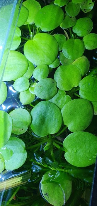 Planta flutuante de aquário Limnobium Laevigatum