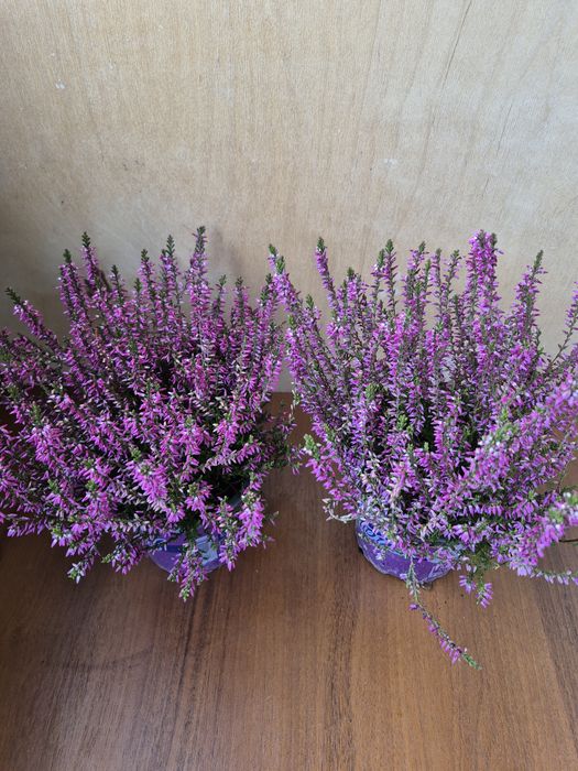 Каллуна або вереск