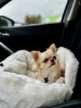 Piękna dziewczynka Chihuahua dlugowlosa Zkwp FCI