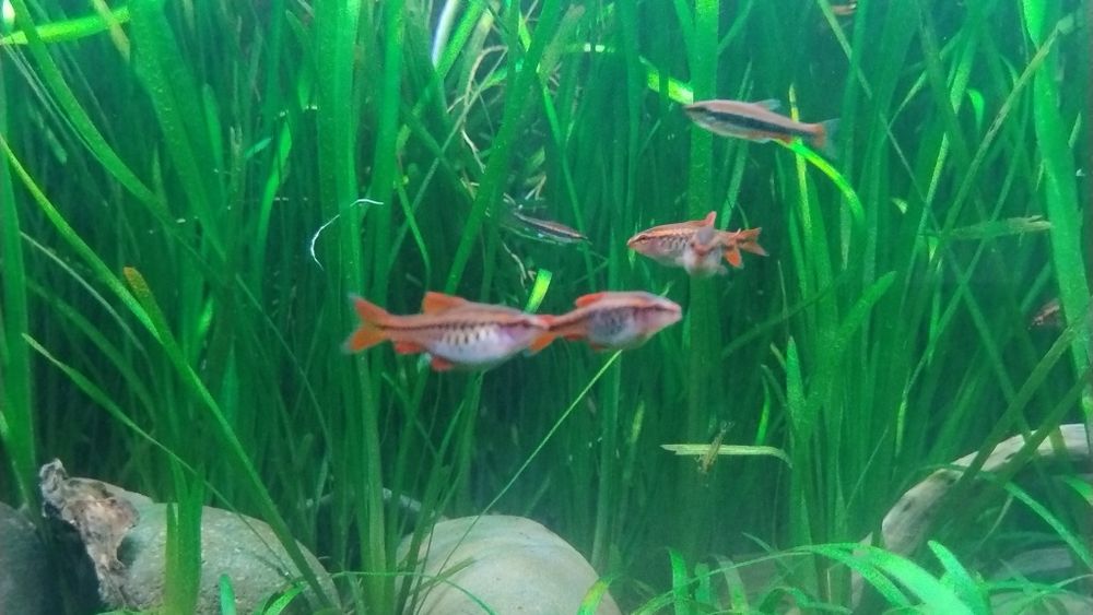 Brzanka wysmukła 9szt