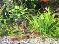 Ancitrus sp. Red weloniaste