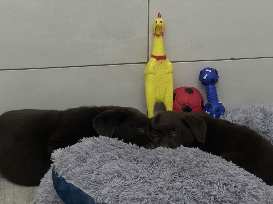 Лабрадор найкраща порода собак