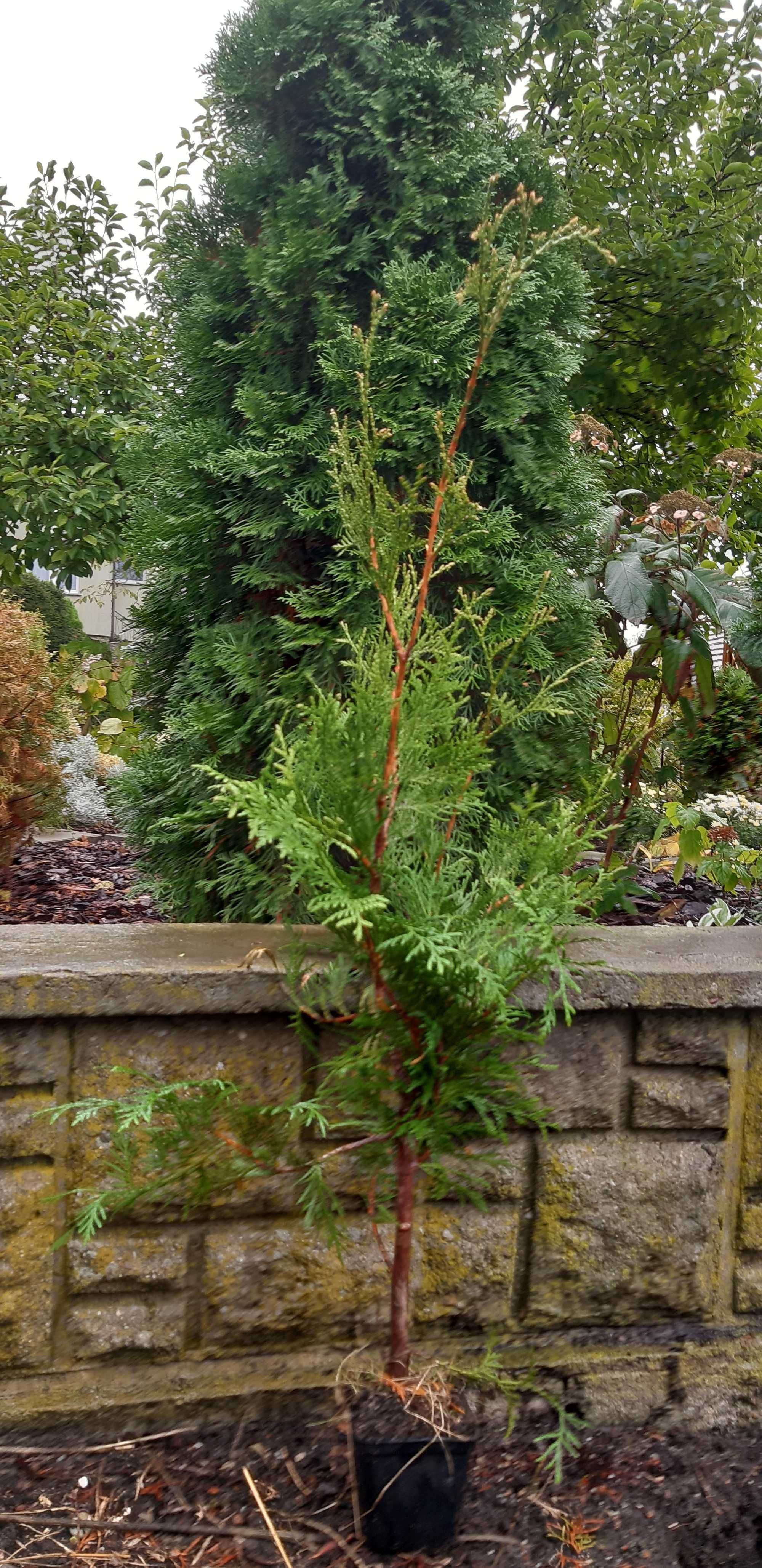 Thuja Brabant 100-120 cm Doniczka P9