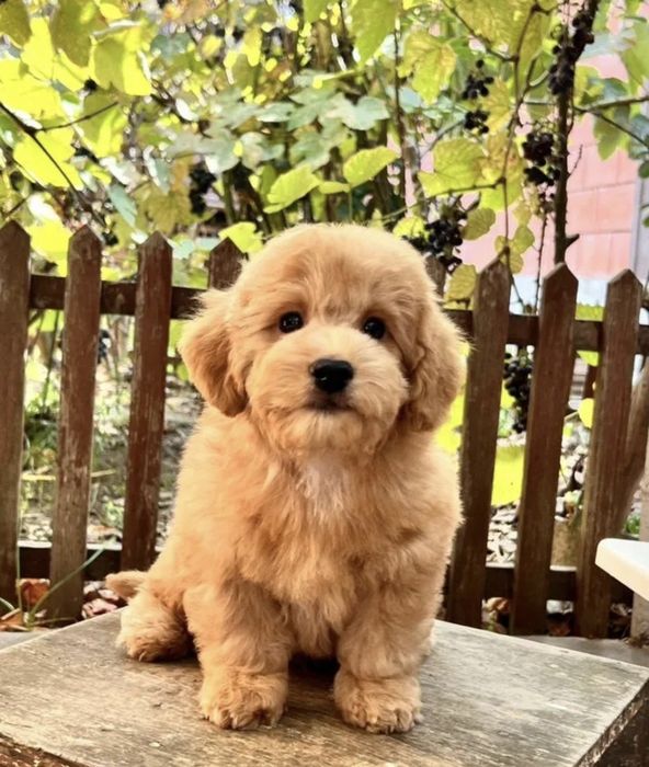 Носики Курносики Мальтипу