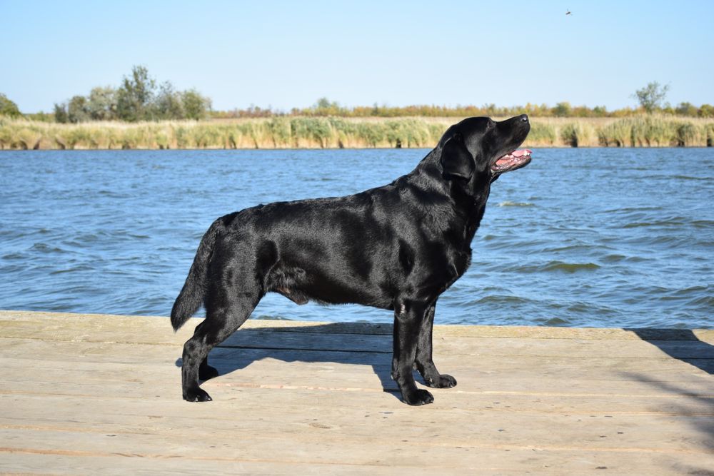 Лабрадор Ретривер Предлагается для Вязки