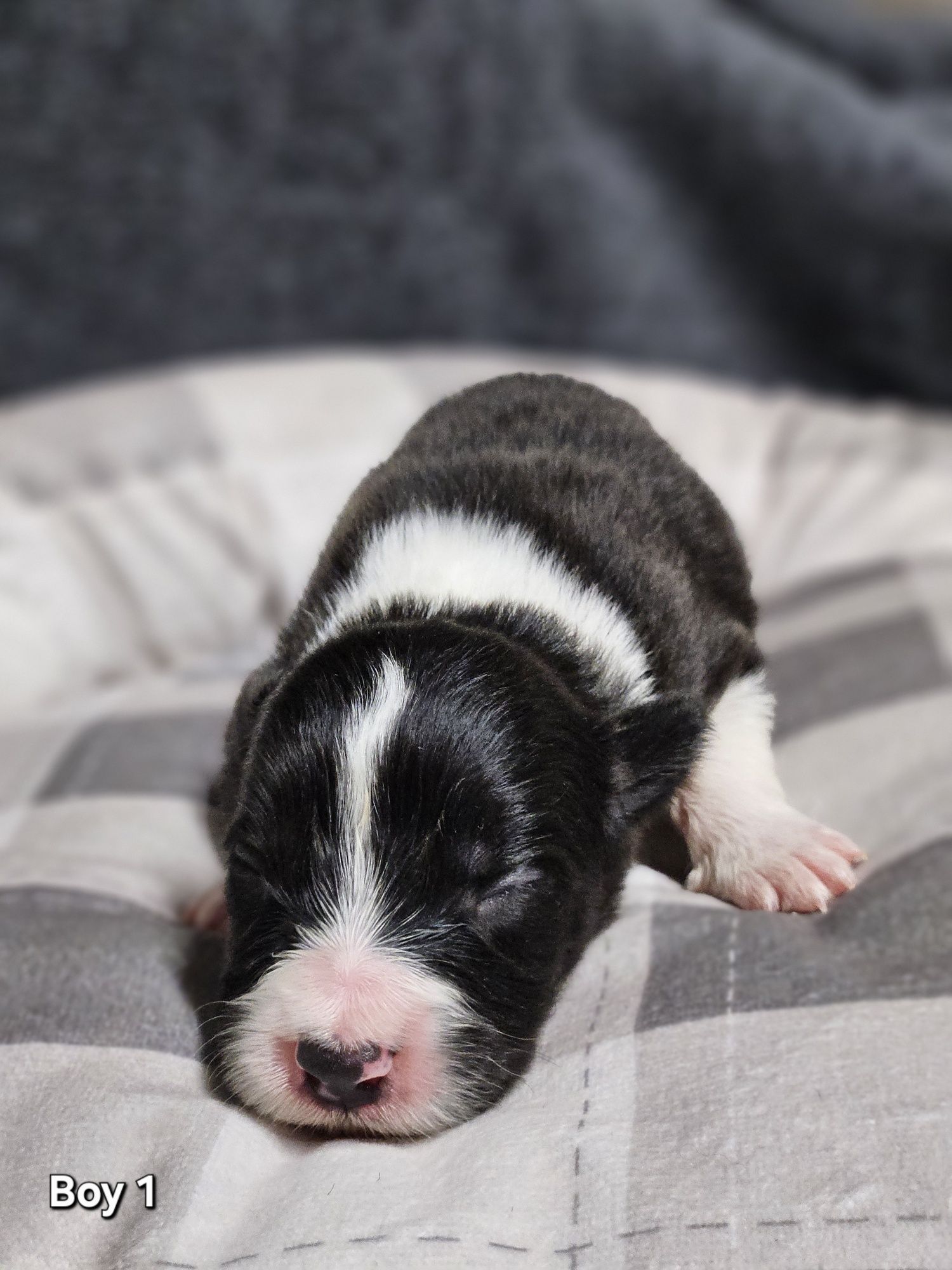 Szczenięta Border Collie ZKwP/FCI
