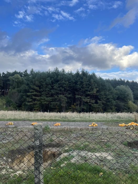 Будинок в лісі(!)