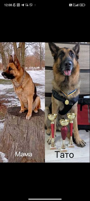 Цуценята німецької вівчарки