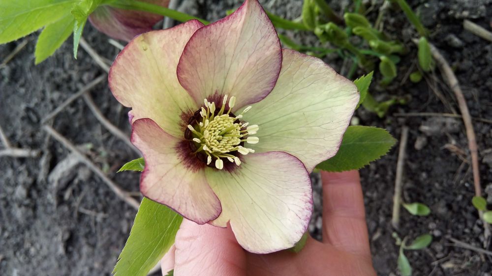 Морозник морозник