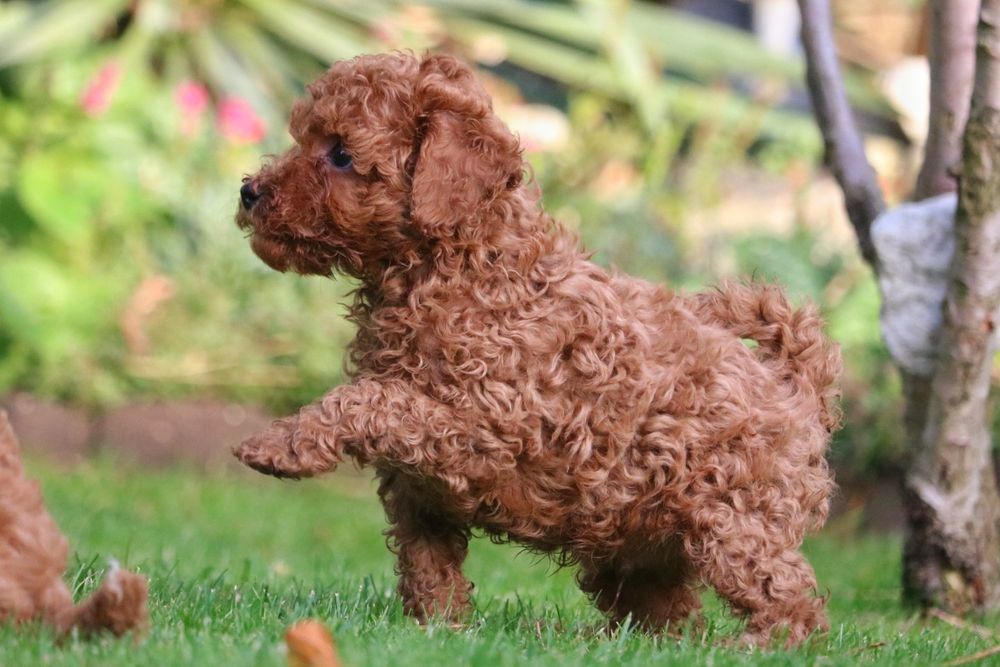 Maltipoo Red Brown, cudowny piesek f1b