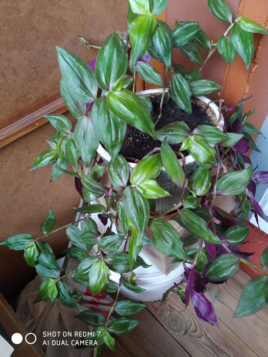 растения комнатные,разные