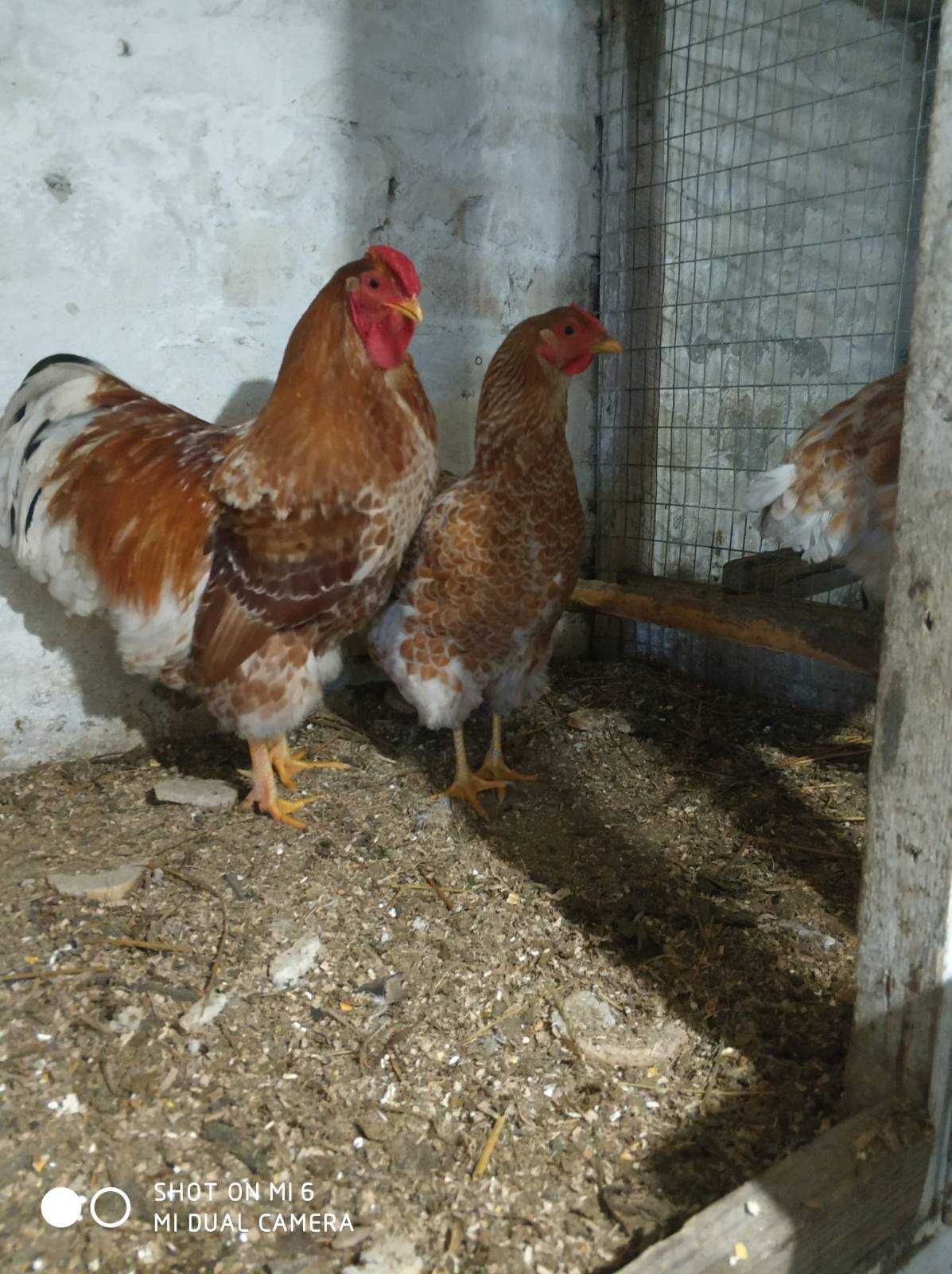 Кури віандот біле золото: інкубаційні яйці, курчата.