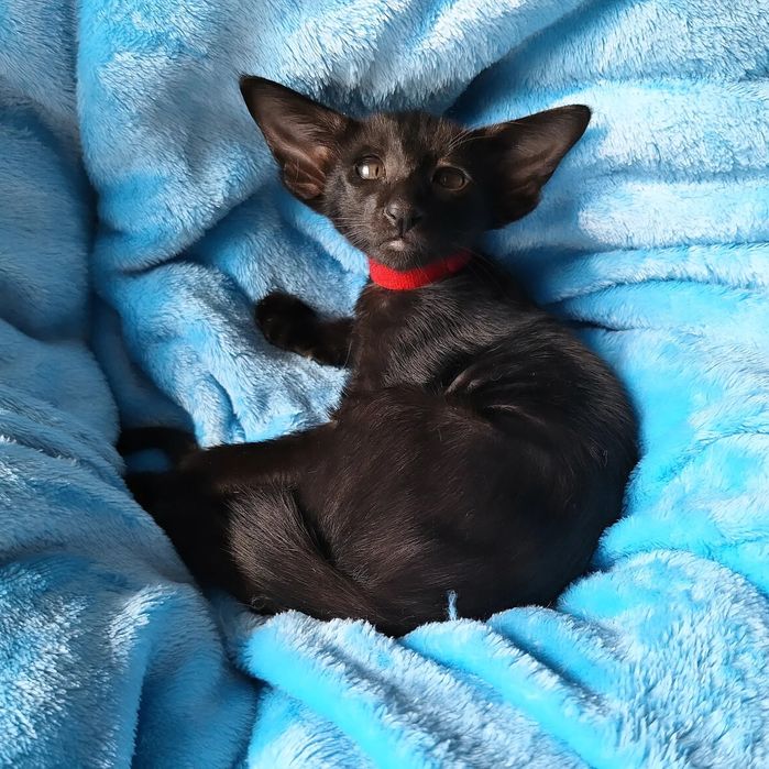 Ориентальные девочки