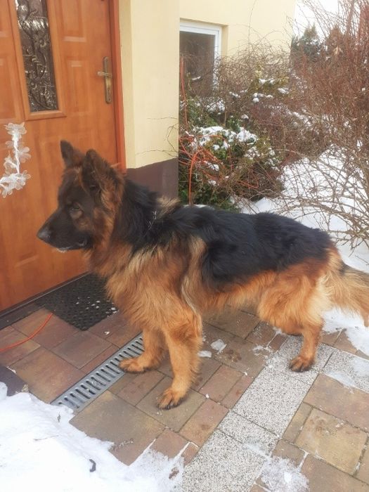 Owczarek niemiecki oferta krycia