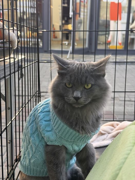 Грей серьезний хлопець шукає сім'ю