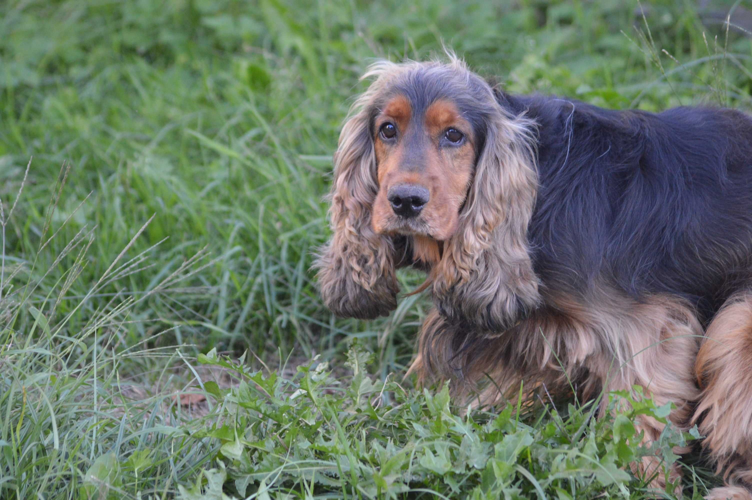 cocker spaniel samiec dorosły sobolowy