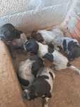 Dou cachorros da raça Braco Alemão perdigueiros