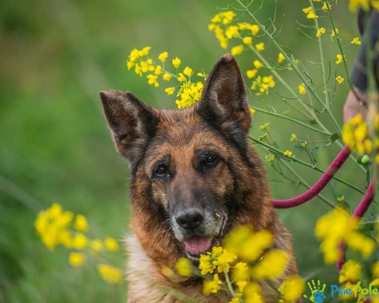 Sonetka - starsza, miła suczka w typie rasy owczarek niemiecki