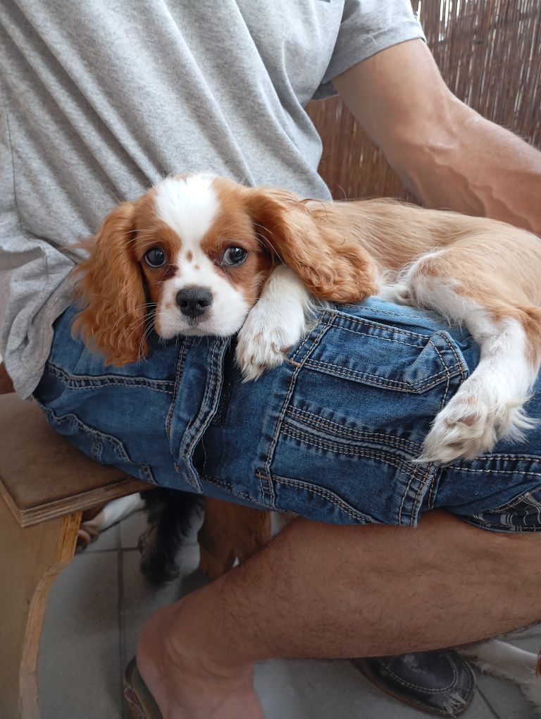 Cavalier King Charles spaniel FCI