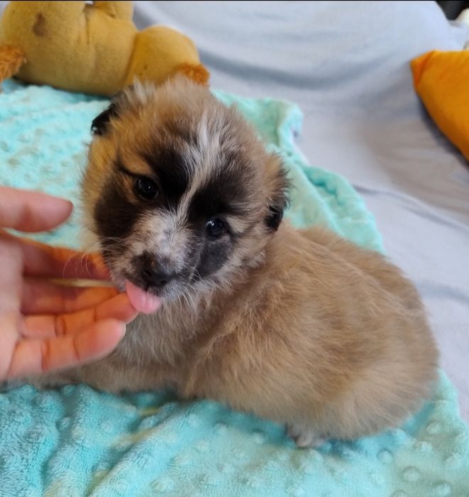 Puchaty Mały Nieśmiałek szczeniaczek